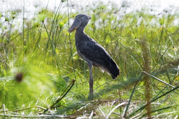 Shoebill (Balaeniceps rex) in the swamps of Mabamba between Papyrus, Lake Victoria, Uganda