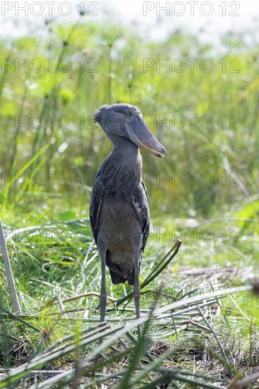 Shoebill (Balaeniceps rex) in the swamps of Mabamba between Papyrus, Lake Victoria, Uganda