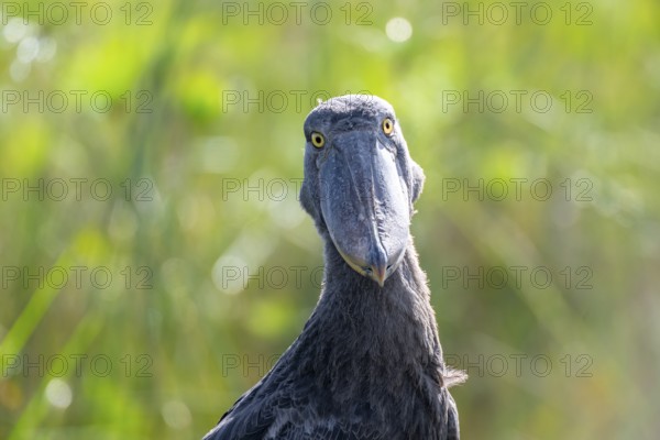 Funny animal portrait, shoebill (Balaeniceps rex) in the swamps of Mabamba, Lake Victoria, Uganda