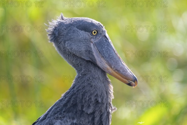 Shoebill (Balaeniceps rex) in the swamps of Mabamba, Lake Victoria, Uganda