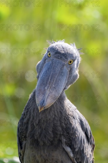 Funny animal portrait, shoebill (Balaeniceps rex) in the swamps of Mabamba, Lake Victoria, Uganda