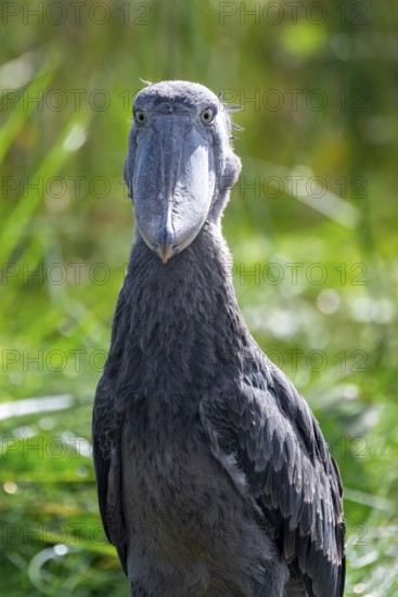 Animal portrait, Shoebill (Balaeniceps rex) in the swamps of Mabamba, Lake Victoria, Uganda