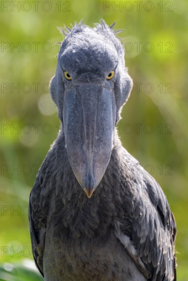 Serious animal portrait, shoebill (Balaeniceps rex) in the swamps of Mabamba, Lake Victoria, Uganda