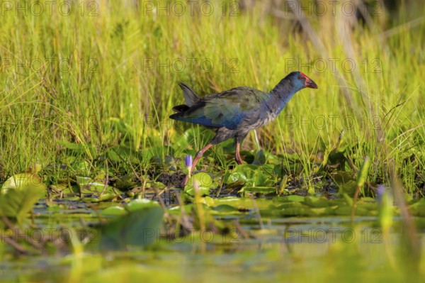 Emerald partridge (Porphyrio madagascariensis), walking on water lily pads, foraging, Mabamba Swamp, Lake Victoria, Uganda