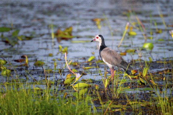 Long-toed Lapwing (Vanellus crassirostris), bird on the shore, Mabamba Swamp, Lake Victoria, Uganda