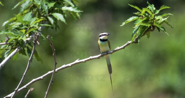 White-throated Bee-eater (Merops albicollis), with insect in its beak, Nkima Forest, Uganda