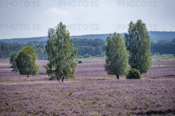 Purple flowering heath, broom heather and juniper bushes, Wilsede, Lüneburg Heath nature reserve, Lower Saxony, Germany