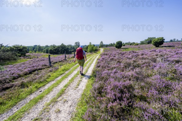 Hiker on a path through flowering heathland, heather and juniper bushes, Lüneburg Heath nature reserve, Lower Saxony, Germany