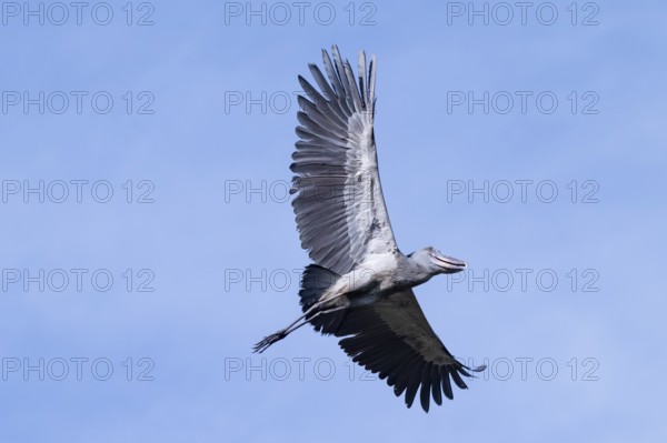 Shoebill (Balaeniceps rex) in flight, bird in the sky, Mabamba, Lake Victoria, Uganda