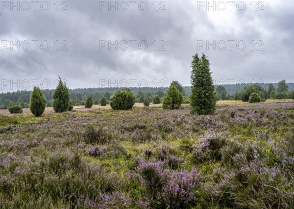 Purple flowering heath, broom heather and juniper bushes, Lüneburg Heath nature reserve, Lower Saxony, Germany