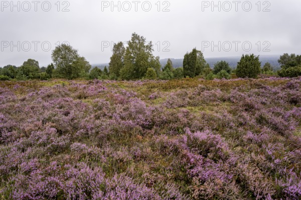 Purple flowering heath, broom heather and juniper bushes, Wilseder Berg, Lüneburg Heath nature reserve, Lower Saxony, Germany