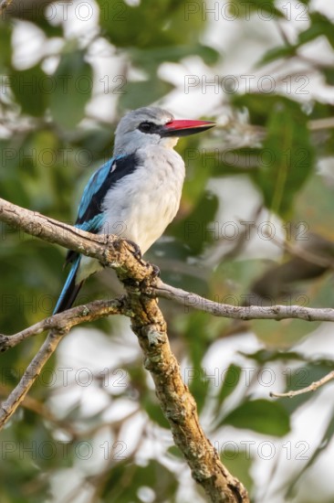 Senegal Kingfisher (Halcyon senegalensis) on a branch, Ziwa Rhino Sanctuary, Uganda