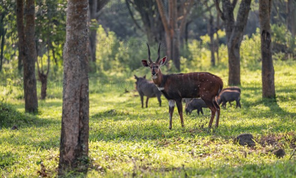 Cape bushbuck (Tragelaphus sylvaticus), Ziwa Rhino Sanctuary, Uganda