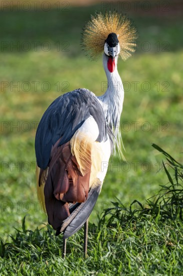 South African crowned crane (Balearica regulorum), Ziwa Rhino Sanctuary, Uganda