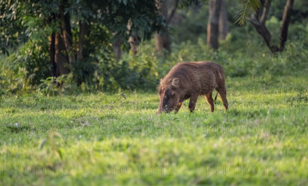 Warthog (Phacochoerus Africanus), Ziwa Rhino Sanctuary, Uganda