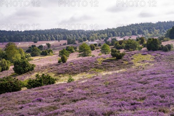 Purple flowering heath, heather and juniper bushes, Lüneburg Heath nature reserve, Lower Saxony, Germany