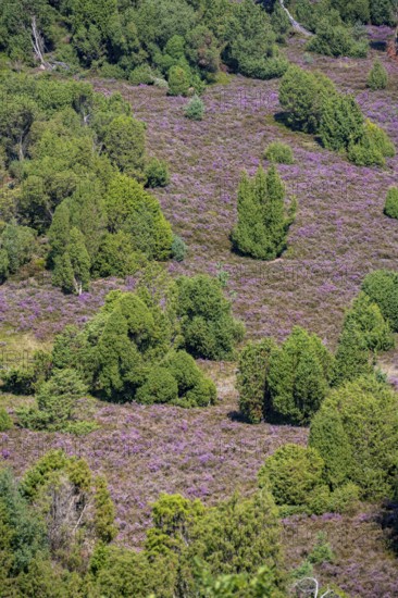 Purple flowering heath, broom heather and juniper bushes, in Totengrund, Wilsede Lüneburg Heath nature reserve, Lower Saxony, Germany
