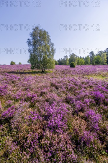 Purple flowering heath, heather and juniper bushes, Lüneburg Heath nature reserve, Lower Saxony, Germany