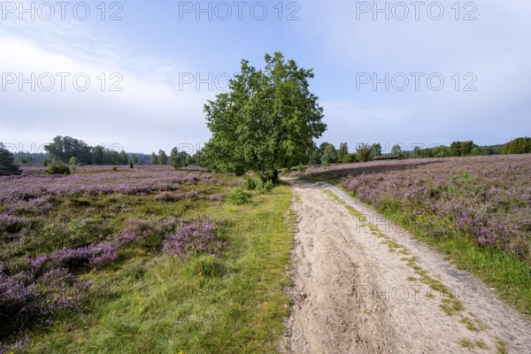 Path through purple flowering heath, heather and juniper bushes, Lüneburg Heath nature reserve, Lower Saxony, Germany