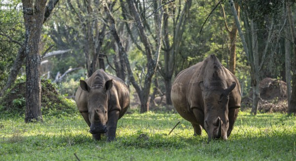 Two animals, Southern white rhinoceros (Ceratotherium simum simum), Ziwa Rhino Sanctuary, Uganda