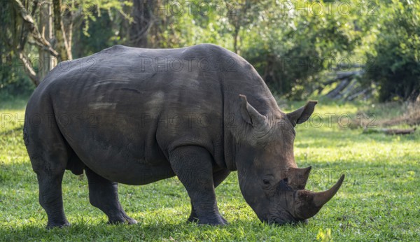 Southern white rhinoceros (Ceratotherium simum simum), Ziwa Rhino Sanctuary, Uganda