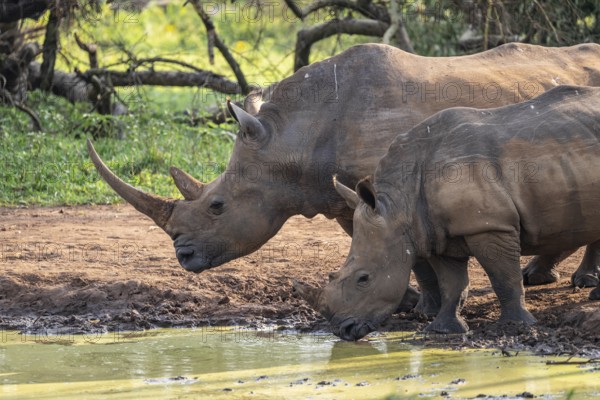 Two animals at a waterhole, Southern white rhinoceros (Ceratotherium simum simum), Ziwa Rhino Sanctuary, Uganda