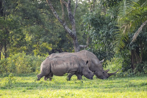 Two Southern white rhinoceros (Ceratotherium simum simum), Ziwa Rhino Sanctuary, Uganda