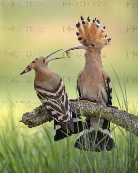 Hoopoe (Upupa epops) Bird of the Year 2022, male with food, prey, foraging, raised bonnet, sunrise, interaction, breeding cavity, pair, pair formation, male and female, nuptial gift, climate change, feeding, interaction, Middle Elbe Biosphere Reserve, Saxony-Anhalt, Germany