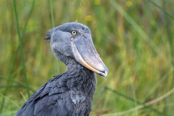Shoebill (Balaeniceps rex), young bird, animal portrait, Mabamba Swamp, Lake Victoria, Uganda