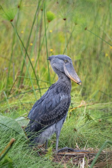 Shoebill (Balaeniceps rex), young bird kneeling in nest, Mabamba Swamp, Lake Victoria, Uganda