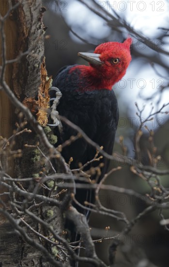 Magellanic Woodpecker (Campephilus magellanicus) male, Patagonia, South America