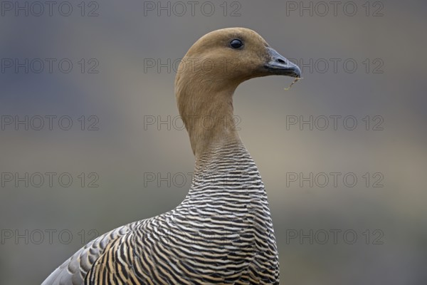 Magellanic goose (Chloephaga picta) female, Patagonia, South America