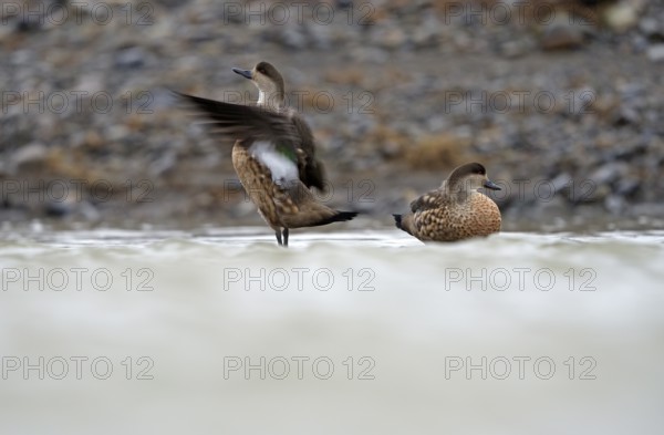 Crested Duck (Lophonetta specularioides) Torres del Paine National Park, Patagonia, Chile, South America
