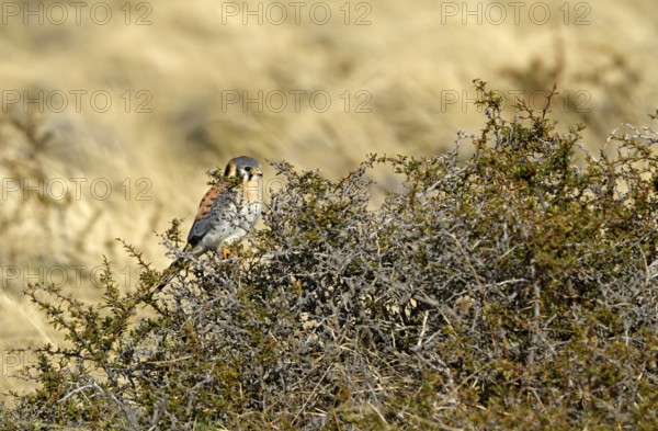 Coloured falcon (Falco sparverius), Torres del Paine National Park, Patagonia, Chile, South America