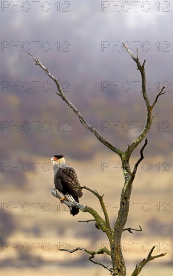 Crested caracaras (Caracara plancus), Patagonia, Chile, South America