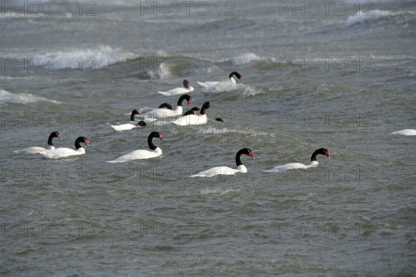 Black-necked swans (Cygnus melancoryphus), Patagonia, Chile, South America