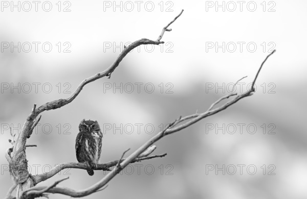 Patagonian Pygmy-owl (Glaucidium nanum), Araucanian Owl, Patagonian Pygmy-owl, Araucanian Owl, Austral Pygmy-owl (Glaucidium nana) adult, Patagonia, Chile, South America