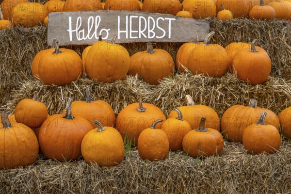 Several pumpkins on stacked straw bales with a sign 'Hello autumn', Münsterland, North Rhine-Westphalia, Germany
