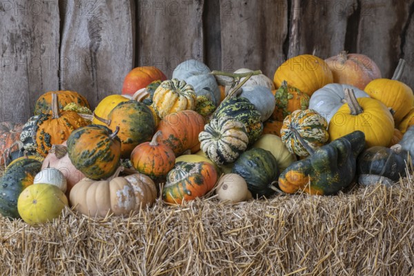 Pumpkins in various shapes and colours stacked on straw in front of a wooden wall, Münsterland, North Rhine-Westphalia, Germany