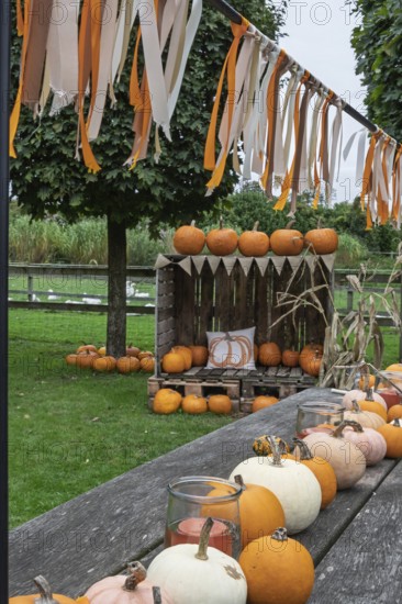 Autumnal decoration with pumpkins, colourful ribbon and candles on a wooden table in a green garden, North Rhine-Westphalia, Germany