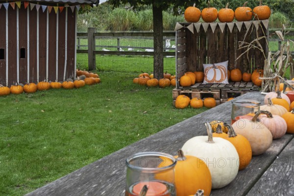 Autumnal decoration with pumpkins, colourful ribbon and candles on a wooden table in a green garden, North Rhine-Westphalia, Germany