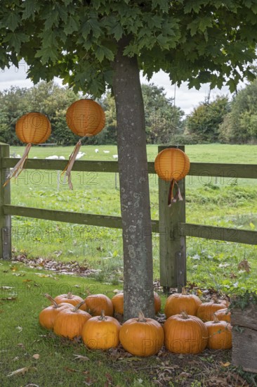 Autumn decoration with pumpkins and lanterns hanging in a tree, Münsterland, North Rhine-Westphalia, Germany