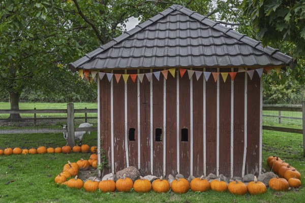 Small wooden building surrounded by pumpkins as decoration in a garden, Münsterland, North Rhine-Westphalia, Germany