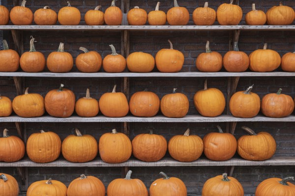 Shelf with Halloween pumpkins, Münsterland, North Rhine-Westphalia, Germany