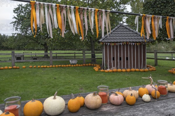 Table with pumpkins and glasses in front of a small wooden building, decorated with colourful ribbons, Münsterland, North Rhine-Westphalia, Germany