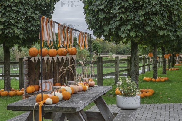 Autumnal decoration with pumpkins and ribbons on an outdoor wooden table between trees, Münsterland, North Rhine-Westphalia, Germany