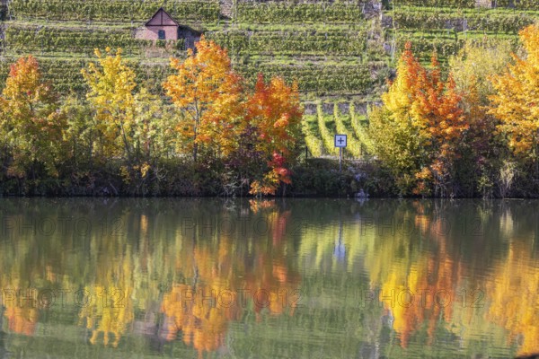 Autumn on the Neckar in Stuttgart. Vineyards of the Steinlage with colourful autumn leaves. Stuttgart, Baden-Württemberg, Germany
