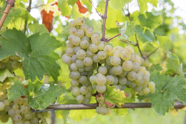 Large bunch of green grapes on the vine with fresh leaves, Riesling variety, Baden-Württemberg, Germany