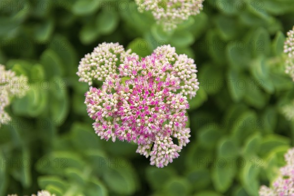 Close-up of pink flowers with green leaves in the background, stonecrop (Sedum) variety, Baden-Württemberg, Germany