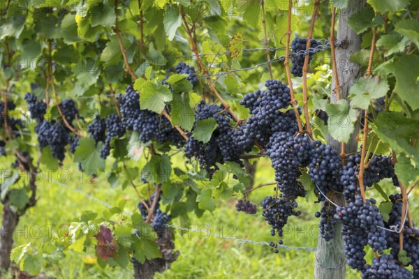 Rows of dark grapes hanging on vines in a sunny vineyard, Lemberger variety, Baden-Württemberg, Germany